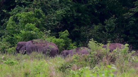 Los-Elefantes-Asiáticos-Son-Especies-En-Peligro-De-Extinción-Y-También-Son-Residentes-De-Tailandia