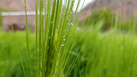 gotas de lluvia sobre trigo verde fresco en un campo agrícola en el pueblo en un día nublado de primavera con montañas en el fondo