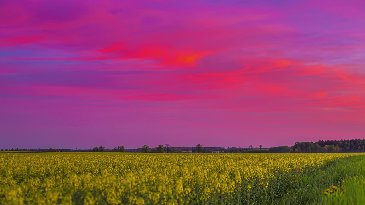 puesta de sol vibrante sobre un campo de flores de canola - lapso de tiempo en el campo