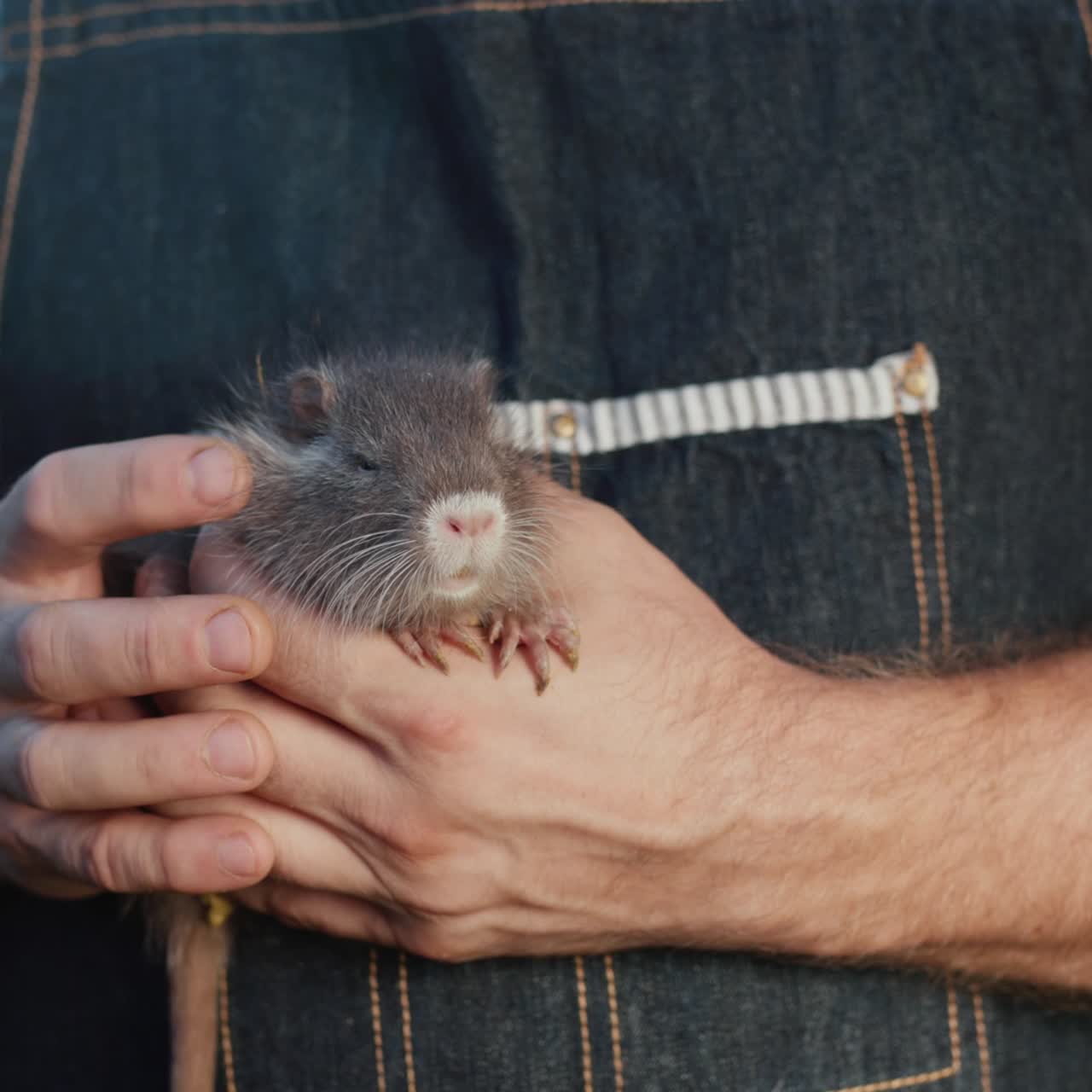 Uomo tiene in mano una piccola nutria