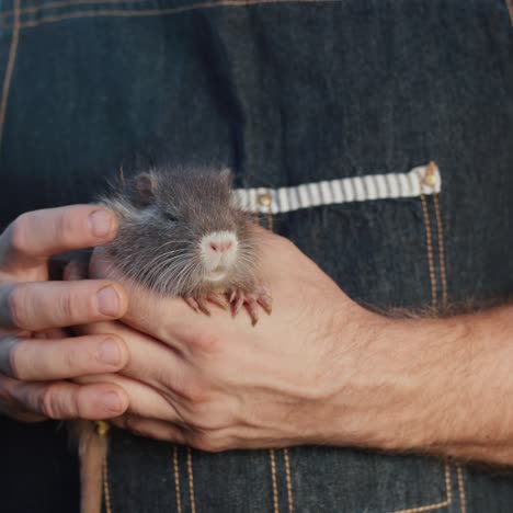 el hombre está sosteniendo una pequeña nutria coypu