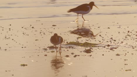 ostreros euroasiáticos vadeando en la costa en busca de comida