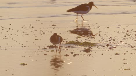 eurasian oystercatchers wading on shoreline looking for food