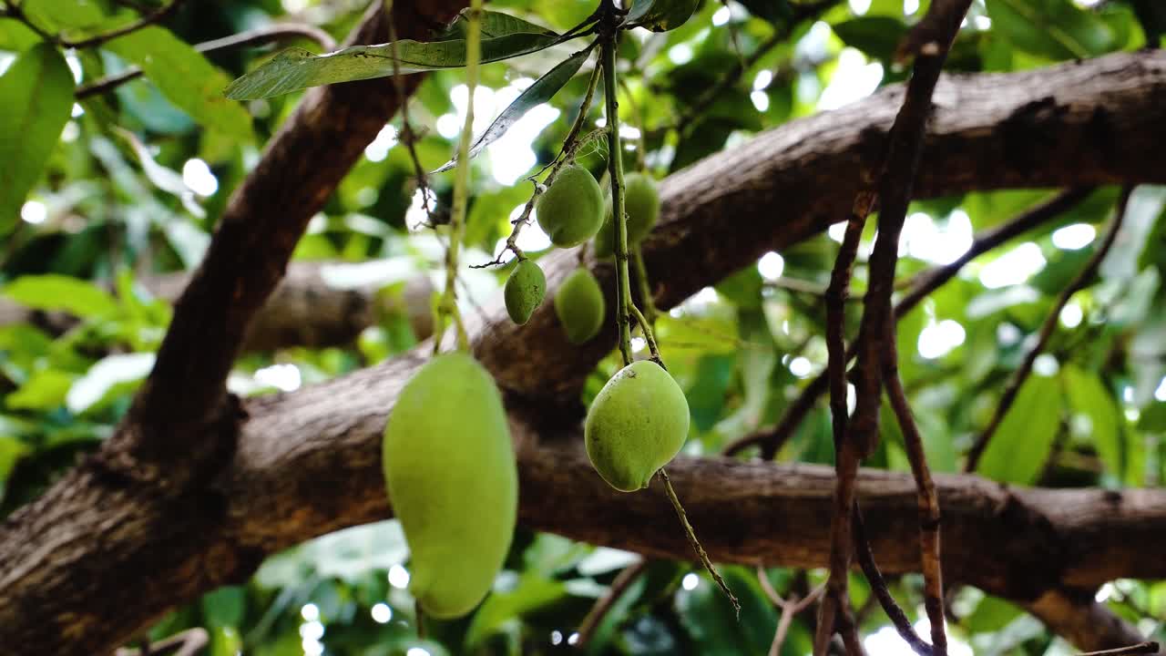 mangos maduros colgando de un árbol en la jungla vietnamita