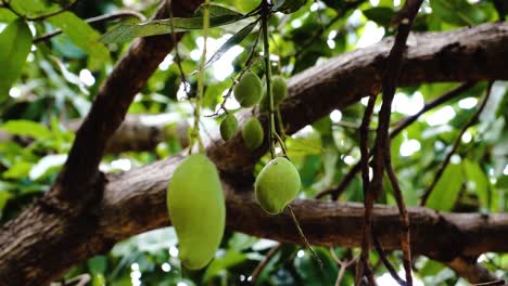 Ripe-mangos-hanging-off-a-tree-in-Vietnamese-jungle