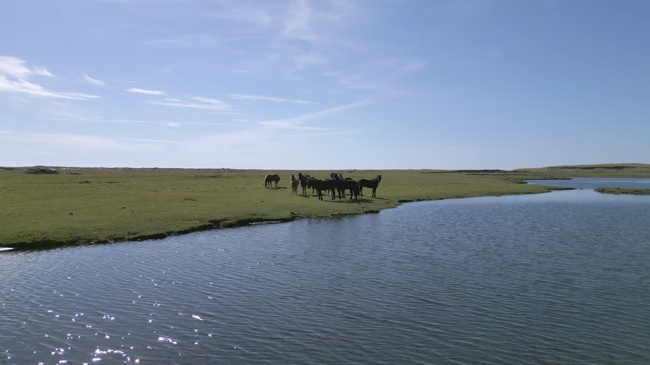 un grupo de caballos salvajes alimentándose y bebiendo al borde del agua de un río azul en un día azul claro
