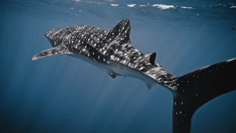 Mística-Gran-Bestia-De-Tiburón-Ballena-En-Cámara-Lenta-Nadando-Con-Luz-En-El-Cuerpo