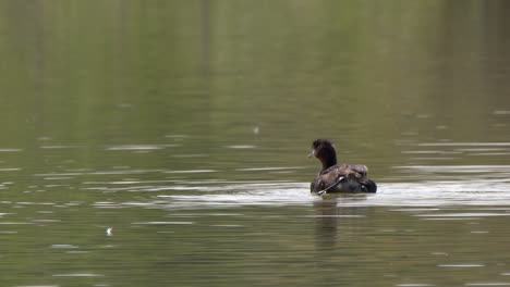 Slow-motion:-Single-Red-necked-Grebe-bird-on-pond-grooms-feathers