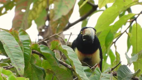 Halsband-Aracari,-Wunderschöner-Orange-gelber-Und-Schwarzer-Vogel-Sitzt-Auf-Einem-Ast-Im-Wald