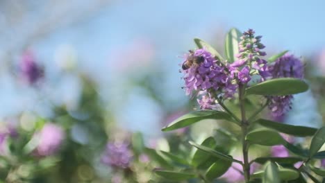 Honigbiene-Auf-Einer-Hebe-Blume-In-Zeitlupe