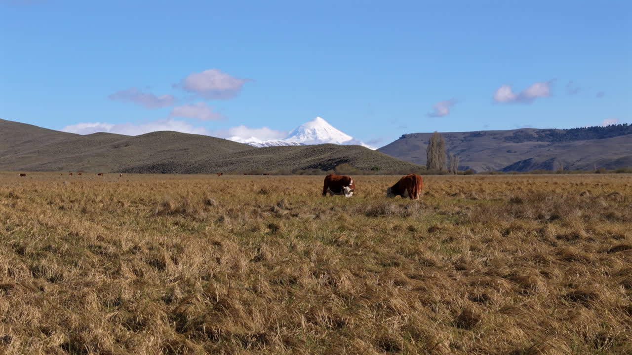 Two cows on a field, meadow with mountains in the background, Lanin Volcano, blue sky, few clouds, copy space, truck shot