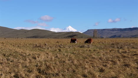 two cows on a field, meadow with mountains in the background, lanin volcano, blue sky, few clouds, copy space, truck shot