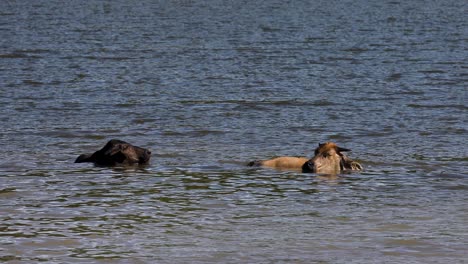 4k footage thai cows bathing in water in thailand on a hot day to cool down