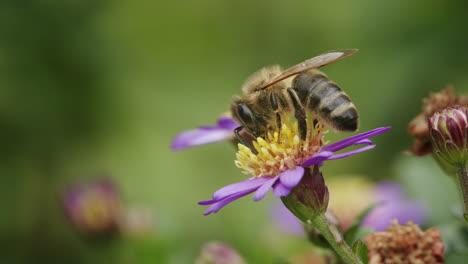 abeja tomando néctar de la flor en el jardín