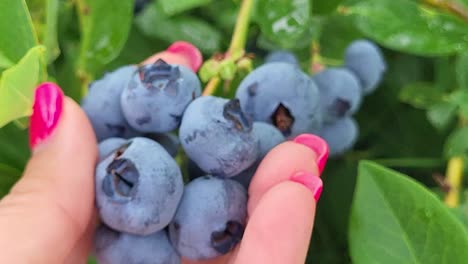 female hand picks blueberries