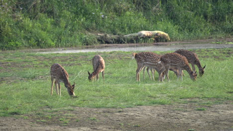 A-small-herd-of-spotted-deer-or-axis-deer-grazing-in-a-lush-green-meadow