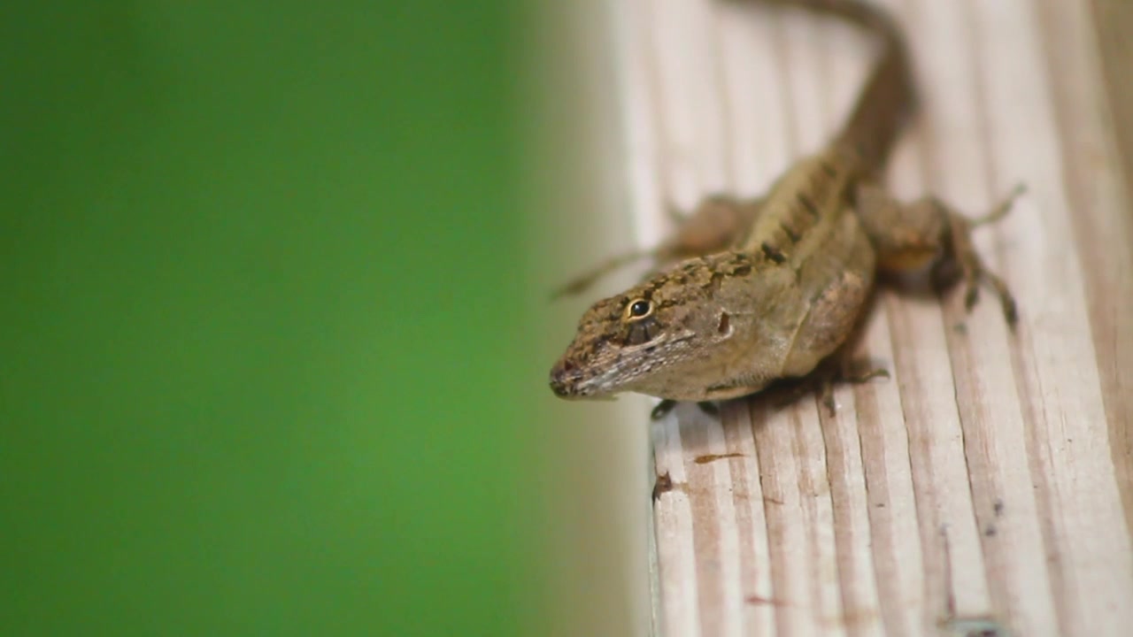Lizard Looks Around Enjoying His Day