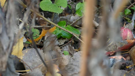 Curious-Carolina-Chickadee-exploring-forest-ground-full-of-leaves