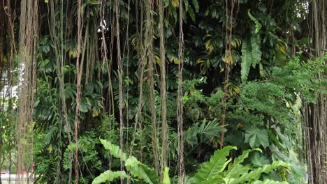 árboles viejos en un parque local en bangladesh
