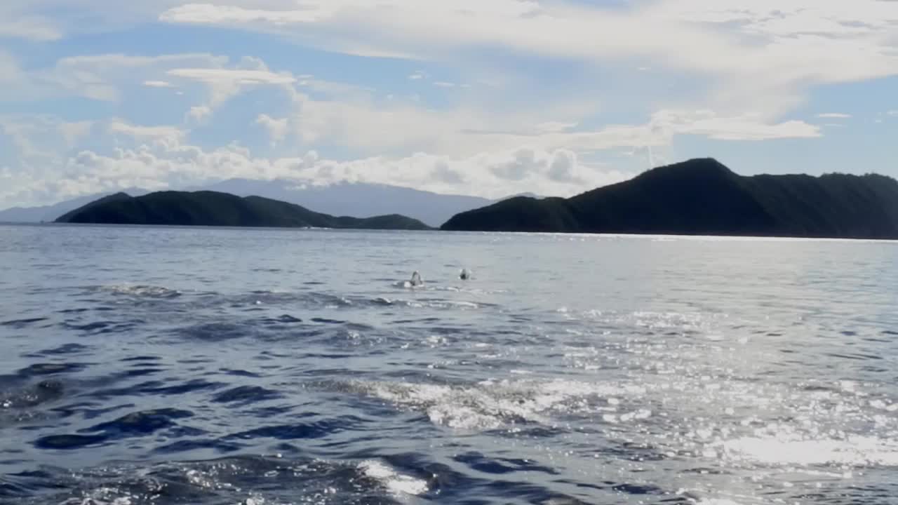 돌고래 가 수영 하고 놀고 있는 느린 영상