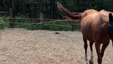 Aktives-Kleines-Fohlenpferd,-Das-In-Der-Nähe-Der-Mutterstute-Auf-Der-Ranch-Läuft