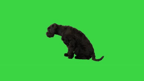 big black giant schnauzer dog laying down on a green screen, chroma key