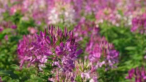 a footage of this super lovely flower revealing a bunch in the front and nore of it in the background looking amazing, cleome mauve queen, cleome hassleriana, khao yai, thailand