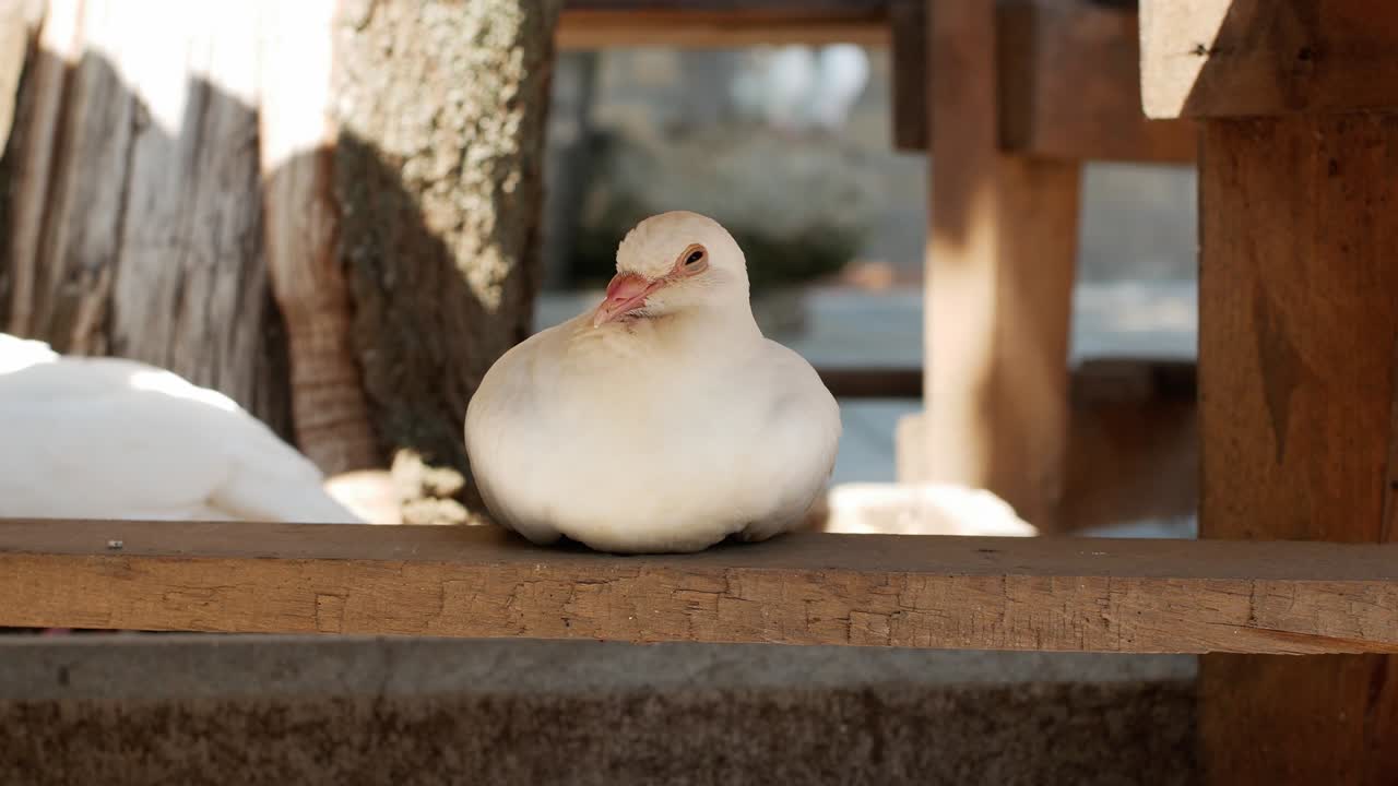 비둘기가 카메라를 쳐다보고 있다.