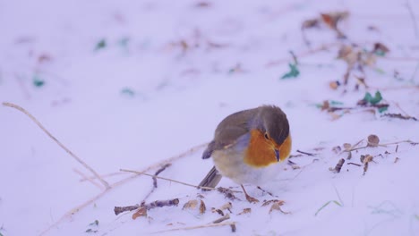 hungry robin bird picking in the frozen snow, handheld camera movement