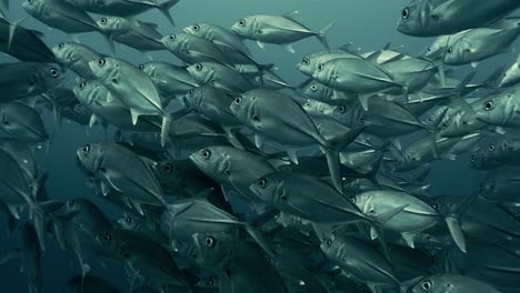 large group of jack fish swimming through the pacific ocean in slow motion