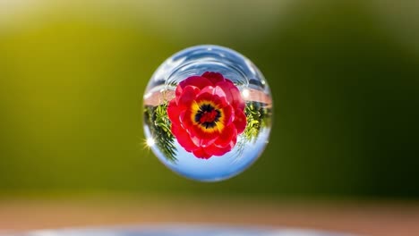 a stunning close-up of a vibrant flower reflected in a water droplet, capturing nature's beauty with a unique perspective and vivid colors in a crystal sphere