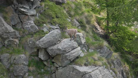 el íbex alpino se sube tranquilamente a una montaña rocosa, en los alpes italianos.