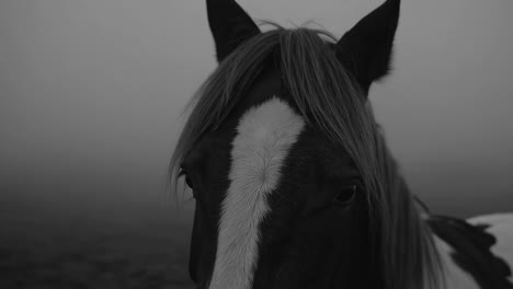 monochrome portraits of horses in dense fog