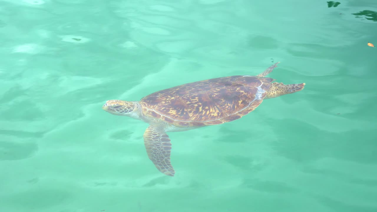Green sea turtle, chelonia mydas spotted swimming in shallow water, endangered wildlife species