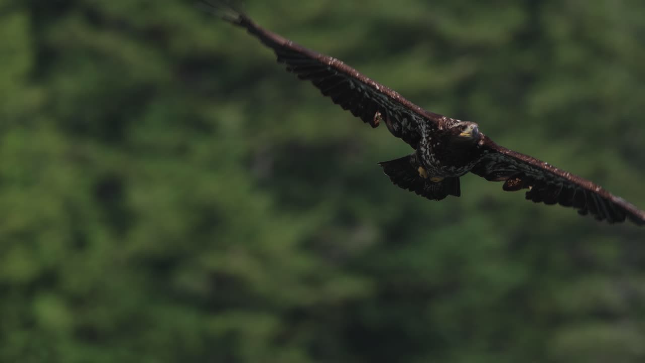 An eagle flying in slow motion looking for food over the ocean in Canada