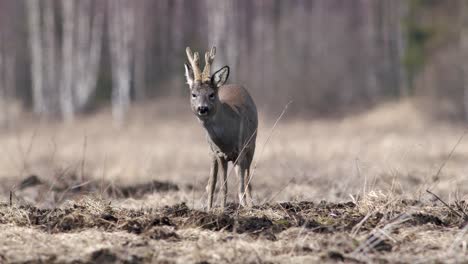 Rehe-Mit-Neuem-Dreipunktgeweih-Im-Frühling-Auf-Trockenrasenwiese