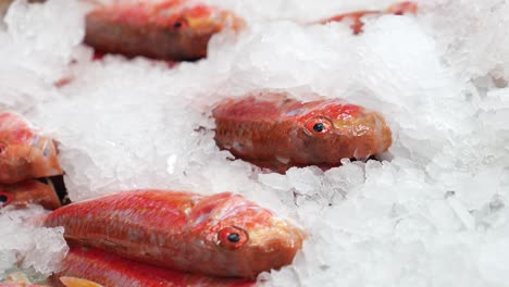 fresh red mullet on ice