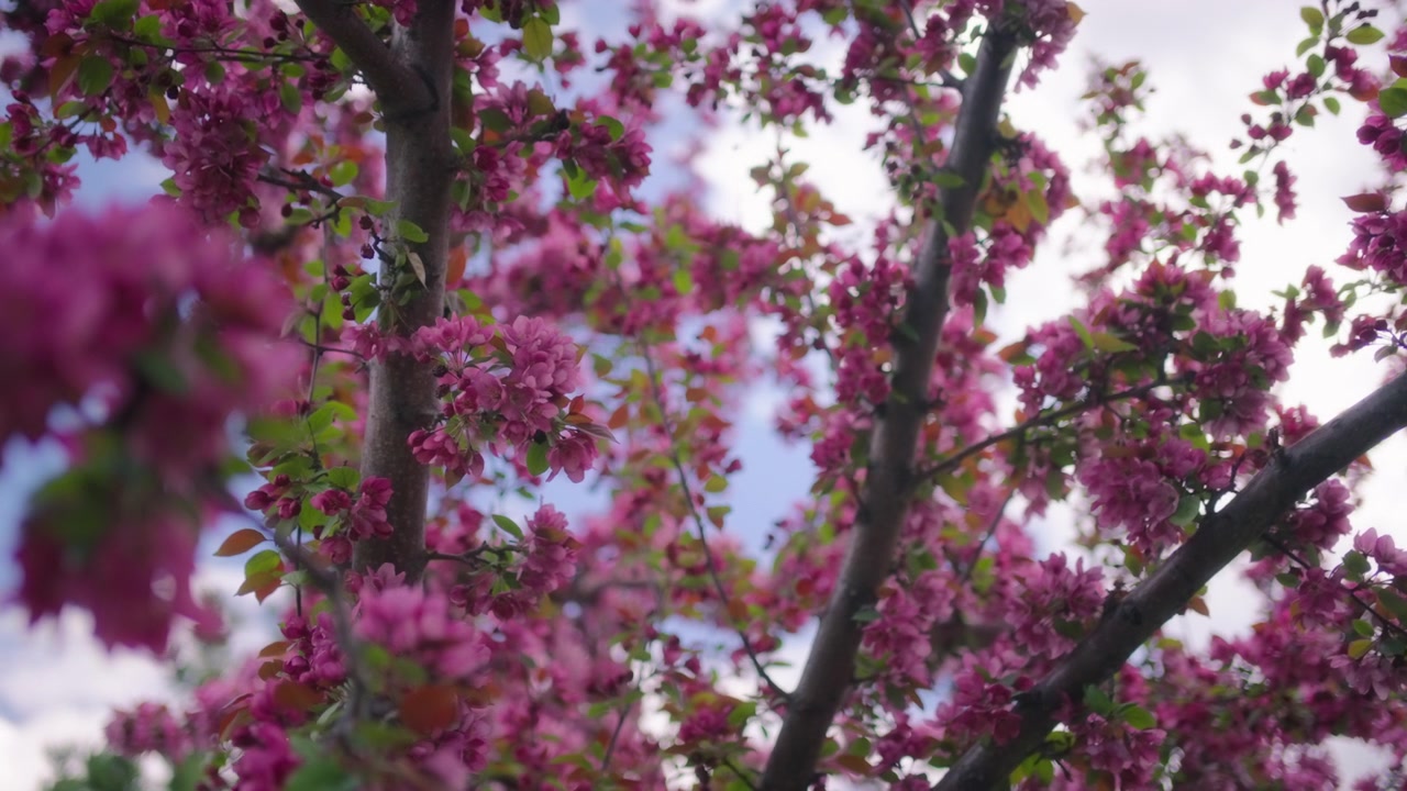 Pink flowers blooming on a cherry tree in spring