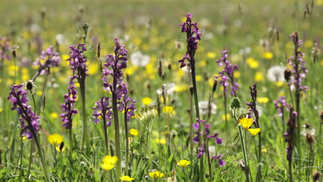 stems of the green winged orchid growing in a meadow along with common dandelions and grasses, worcestershire, england