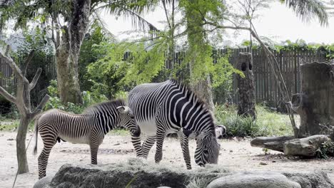 Adorable-baby-grevy's-zebra,-equus-grevyi-drinking-milk-from-mother-zebra-while-she-is-busy-feeding-on-grass,-close-up-wildlife-shot-at-Singapore-mandai-reserves,-safari-zoo