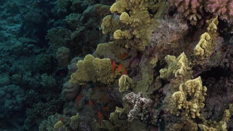 drifting over coral reef with hard corals