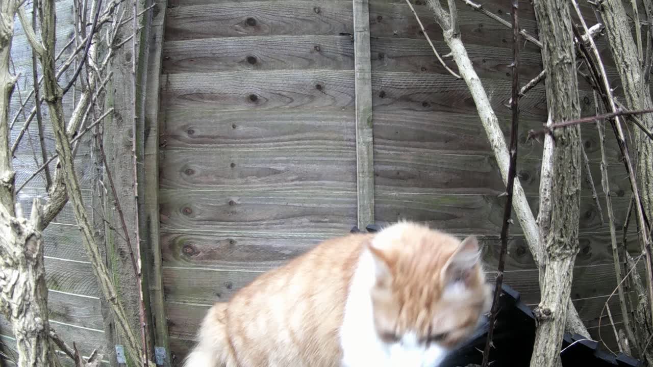 하품을 하고 뒷마당에 앉아 있는 고양이