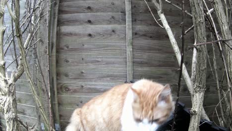 un gato bostezando y sentado en el jardín trasero
