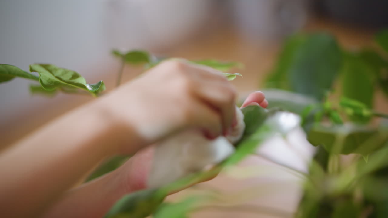 Hand cleaning green plant leaf with tissue indoors, person caring for houseplant, wiping dust from foliage, maintaining healthy indoor greenery, close up shot of plant care and home gardening activity