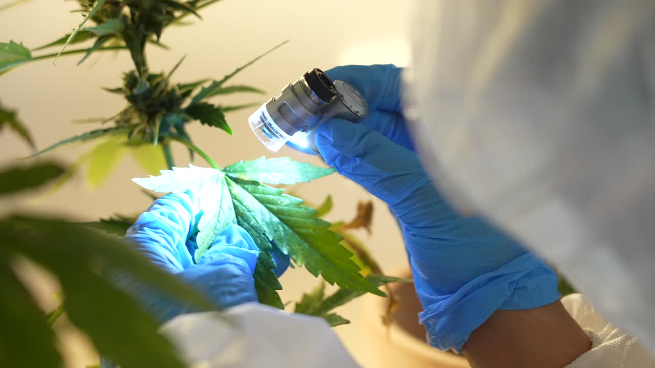primer plano de un científico mirando y estudiando hojas y brotes de plantas de cannabis en un laboratorio a través de una linterna de microscopio