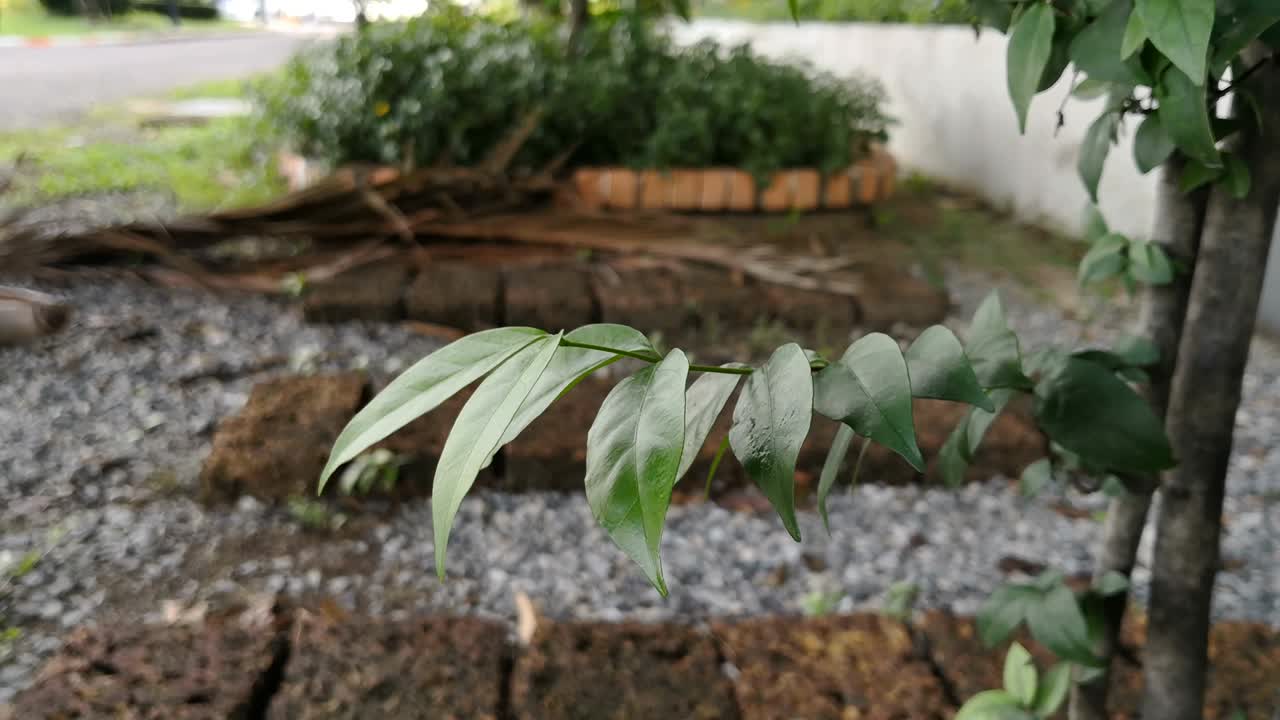 hojas verdes soplando por el viento