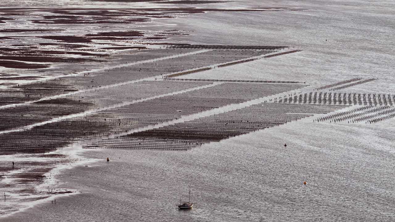 Whitstable oyster farm at low tide with rows of oyster beds visible