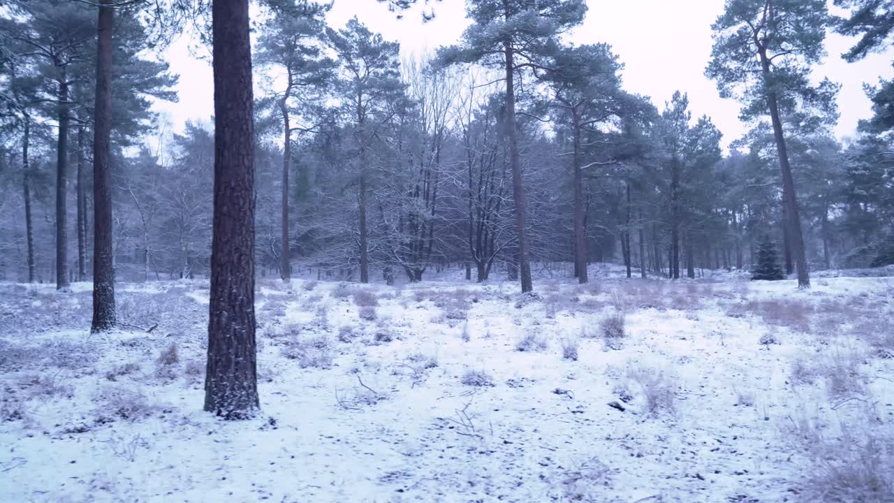 눈 덮인 겨울 숲