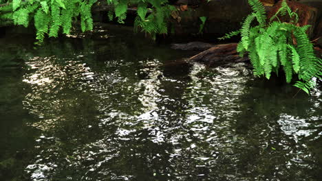 Lago-Tropical-Durante-El-Tiempo-Lluvioso