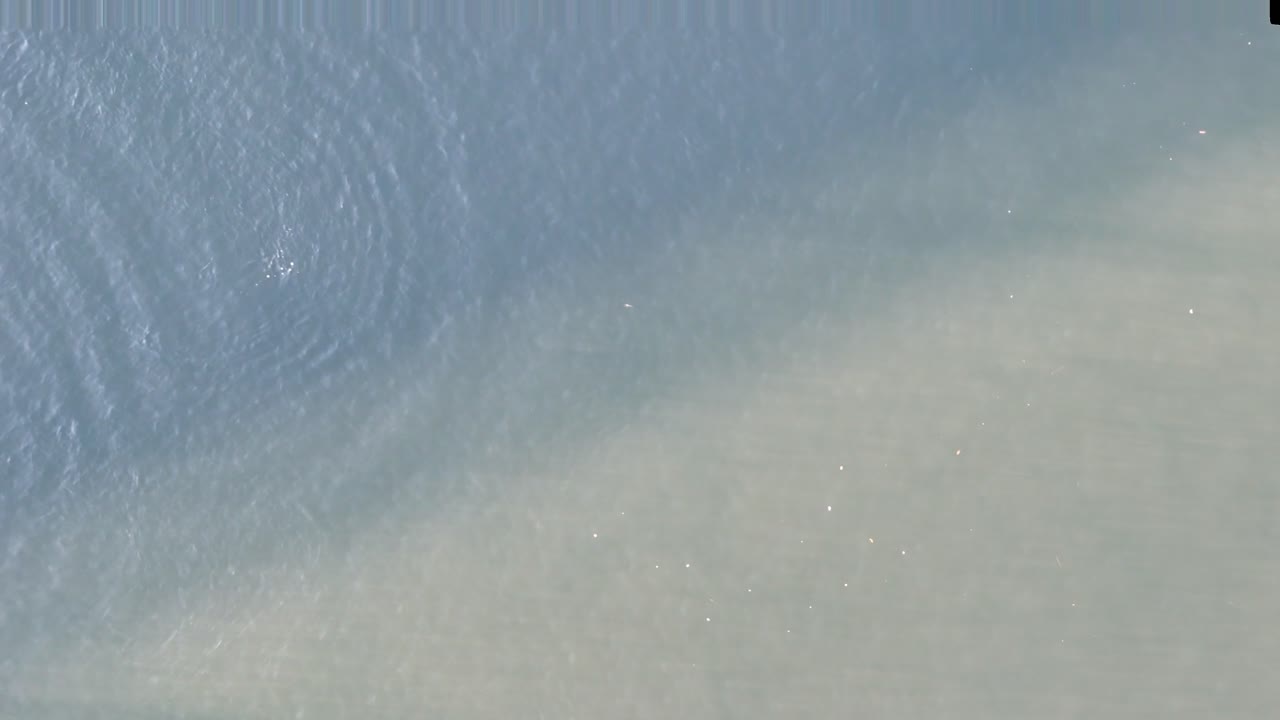 Dophine chasing glimmering fish in shallow waters